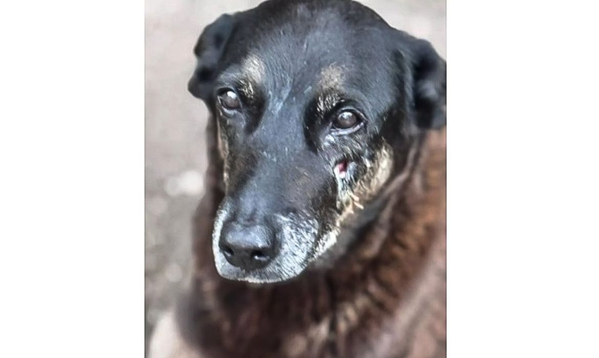 Caso Orelha: polícia pede internação de adolescente envolvido no crime