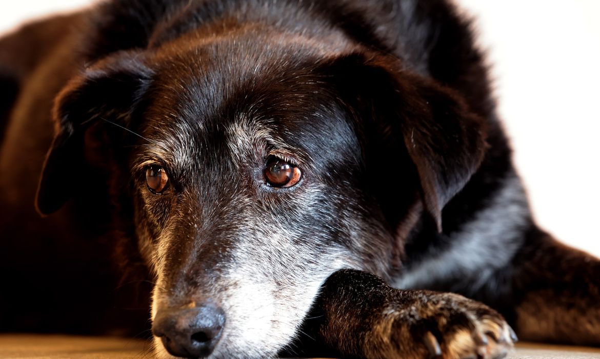 Rio ganha Núcleo de Proteção e Defesa dos Animais