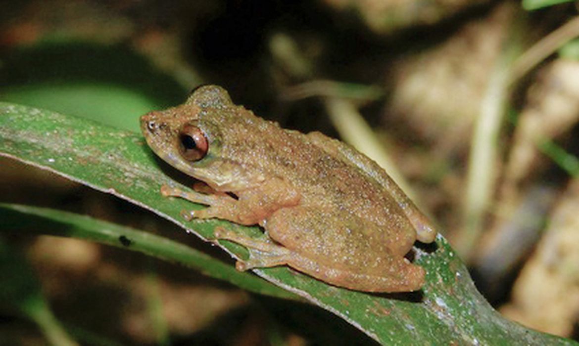 Nova espécie de perereca é descoberta no Cerrado mineiro