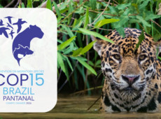 Queda na conserva&ccedil;&atilde;o de esp&eacute;cies migrat&oacute;rias pautar&aacute; encontro da ONU