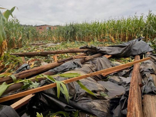 Canoinhas Lan&ccedil;a "Recupera Agro": M&atilde;o Estendida a Agricultores Ap&oacute;s Desastres