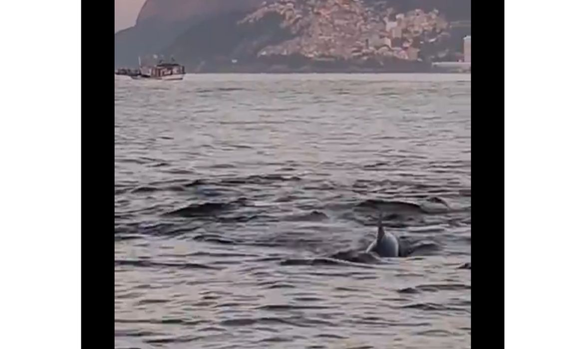 Grupo de golfinhos indica boas condições ambientais em praia carioca