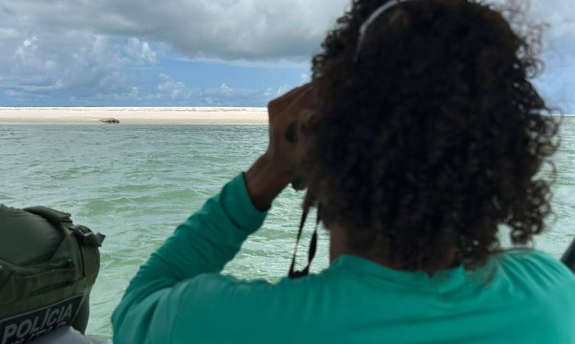 Elefante-marinho volta a ser avistado no litoral alagoano