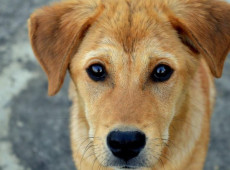 Ilustra&ccedil;&atilde;o