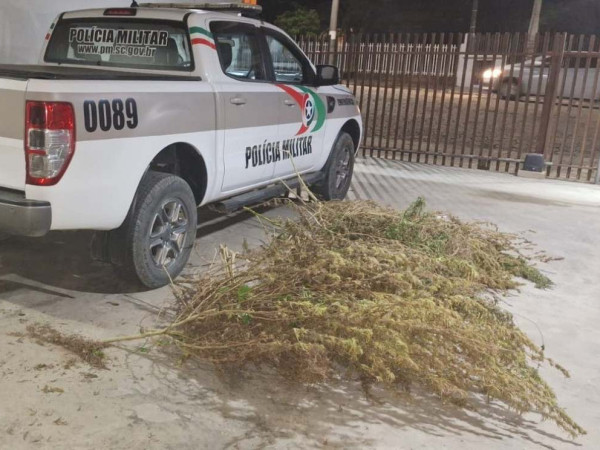 Planta&ccedil;&atilde;o e estrutura de secagem foram encontradas ap&oacute;s den&uacute;ncia an&ocirc;nima