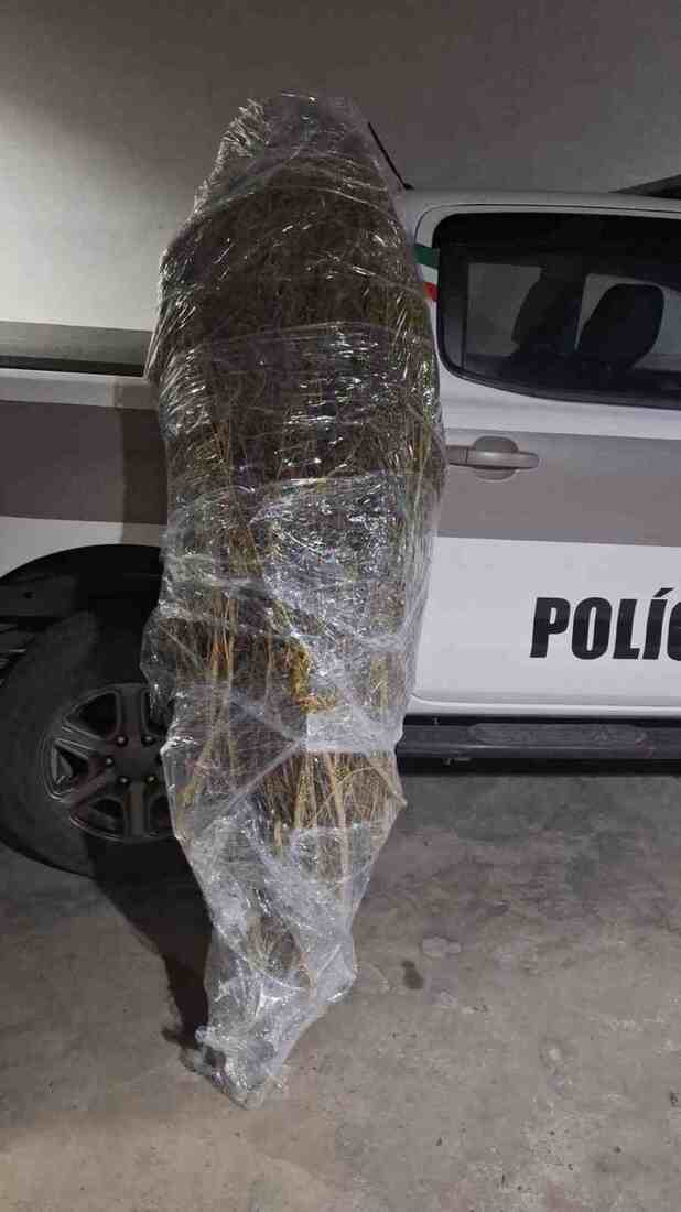 Policiais percorreram &aacute;rea de mata fechada para localizar cultivo irregular de entorpecentes