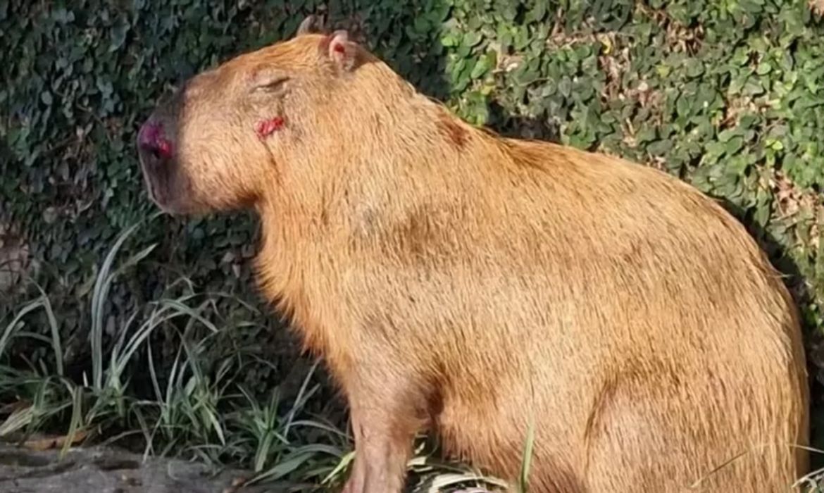 MPRJ denuncia agressores de capivara na Ilha do Governador no Rio