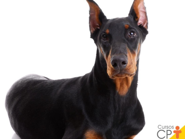 Black and brown doberman on white background