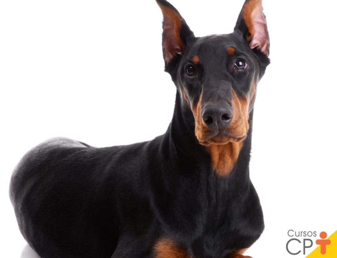 Black and brown doberman on white background