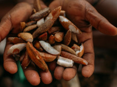 Instituto oferece bolsas para estimular bioeconomia amaz&ocirc;nica