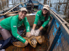 Tartarugas-cabe&ccedil;udas reaparecem na  Ba&iacute;a de Guanabara