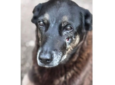 MP de Santa Catarina diz que c&atilde;o Orelha n&atilde;o foi morto por adolescentes
