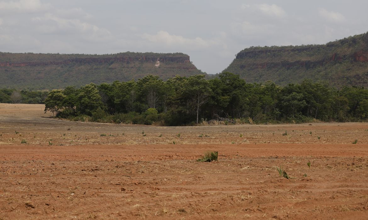 Fragmentos de vegetação nativa cresceram no país 163% em 38 anos 