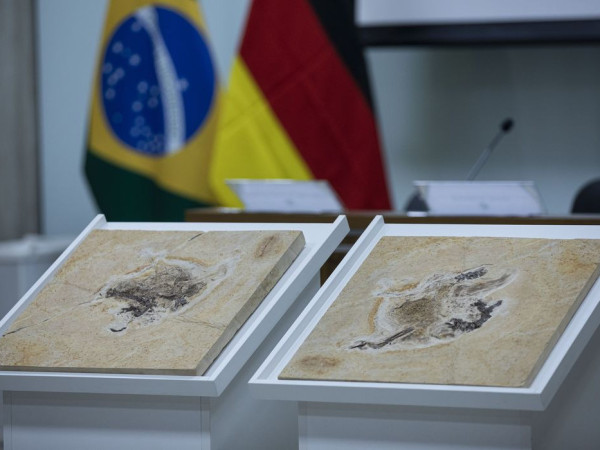 Brasil quer recuperar dinossauros e patrim&ocirc;nios que est&atilde;o em 14 pa&iacute;ses