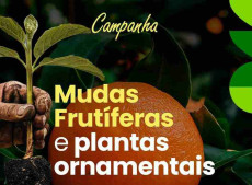 mudas frut&iacute;feras e ornamentais 