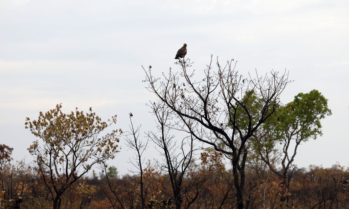 Novas tecnologias ajudam brigadistas a proteger o Cerrado de incêndios