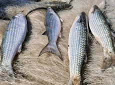 Pesca de tainha na modalidade arrasto de praia est&aacute; suspensa