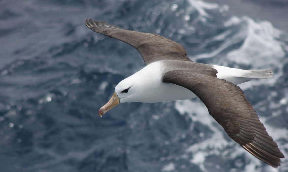 Reduzir morte de albatrozes implica mudanças na pesca em alto-mar