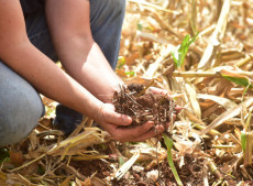 Sistema de plantio direto protege o solo do excesso e da falta de &aacute;gua e ajuda a fixar carbono na terra 