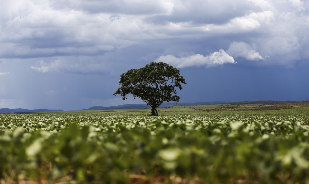 Crédito rural financiou R$ 92,4 bi em áreas com alertas ambientais