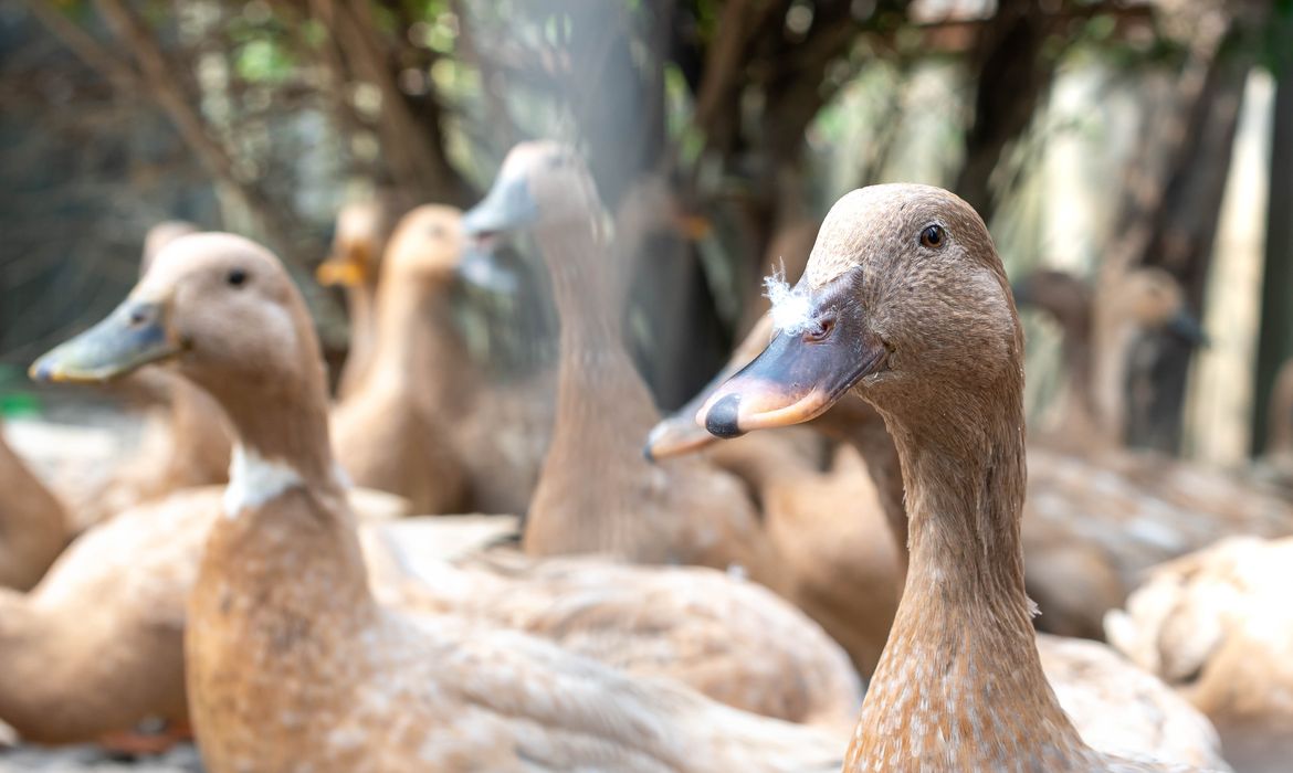 Sancionada lei que proíbe produção e comercialização de fois gras 
