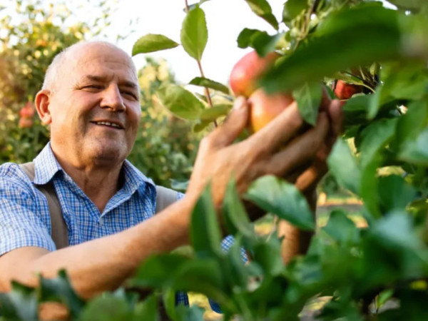 Agronegócio em Santa Catarina recebe mais de R$ 23 milhões em investimentos do Sebrae