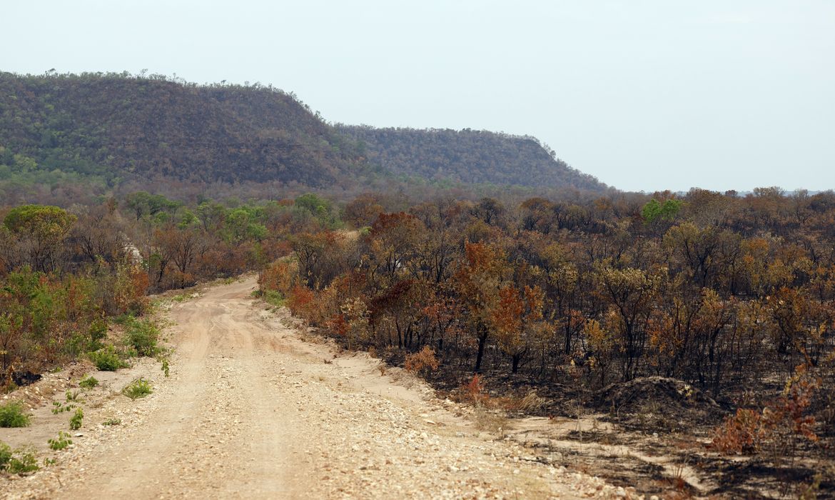 Mapbiomas: menor vegetação nativa expõe mais o país ao El Niño
