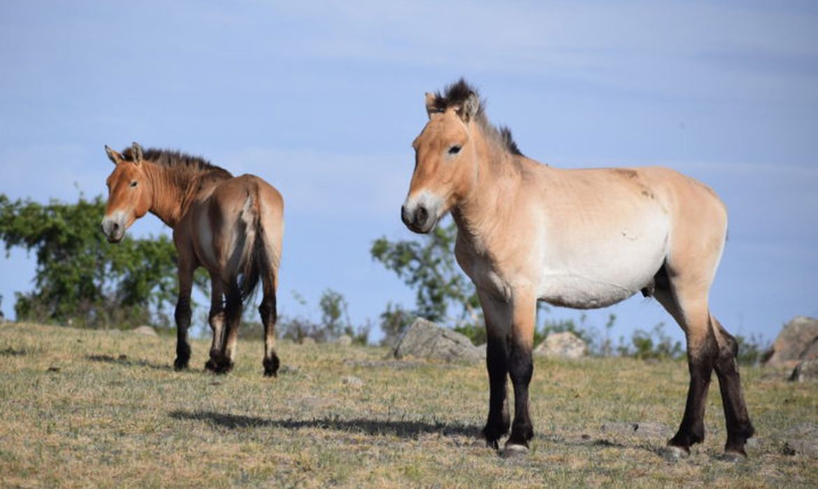 Takhi, o cavalo selvagem que virou símbolo de restauração na Mongólia