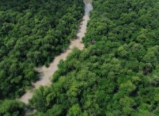 No Dia da Amaz&ocirc;nia, campanha pede que eleitor vote por floresta em p&eacute;