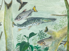 Amaz&ocirc;nia tem mais de 2,7 mil esp&eacute;cies de peixes, aponta estudo