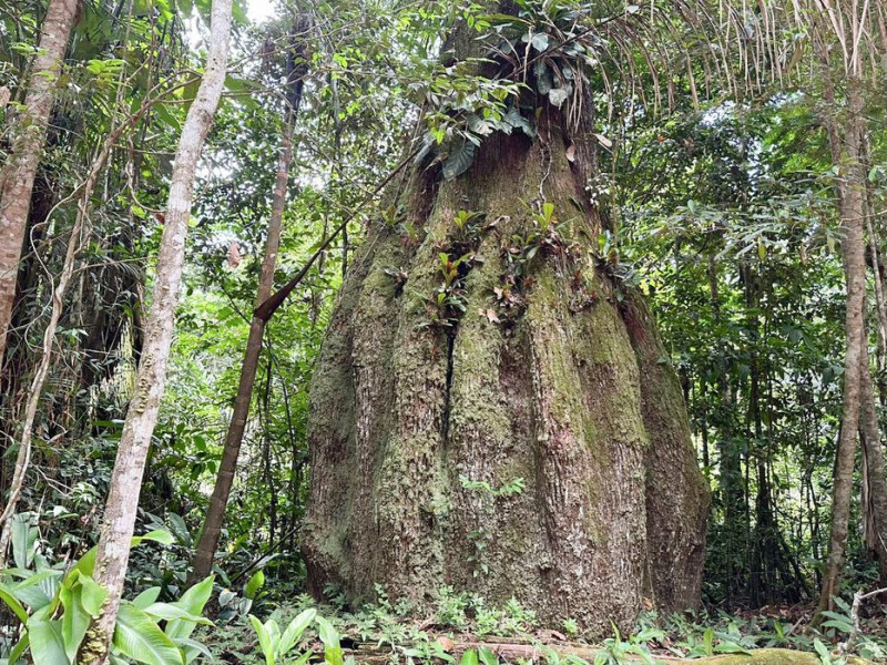 Amazonas ganha quatro reservas de desenvolvimento sustent&aacute;vel