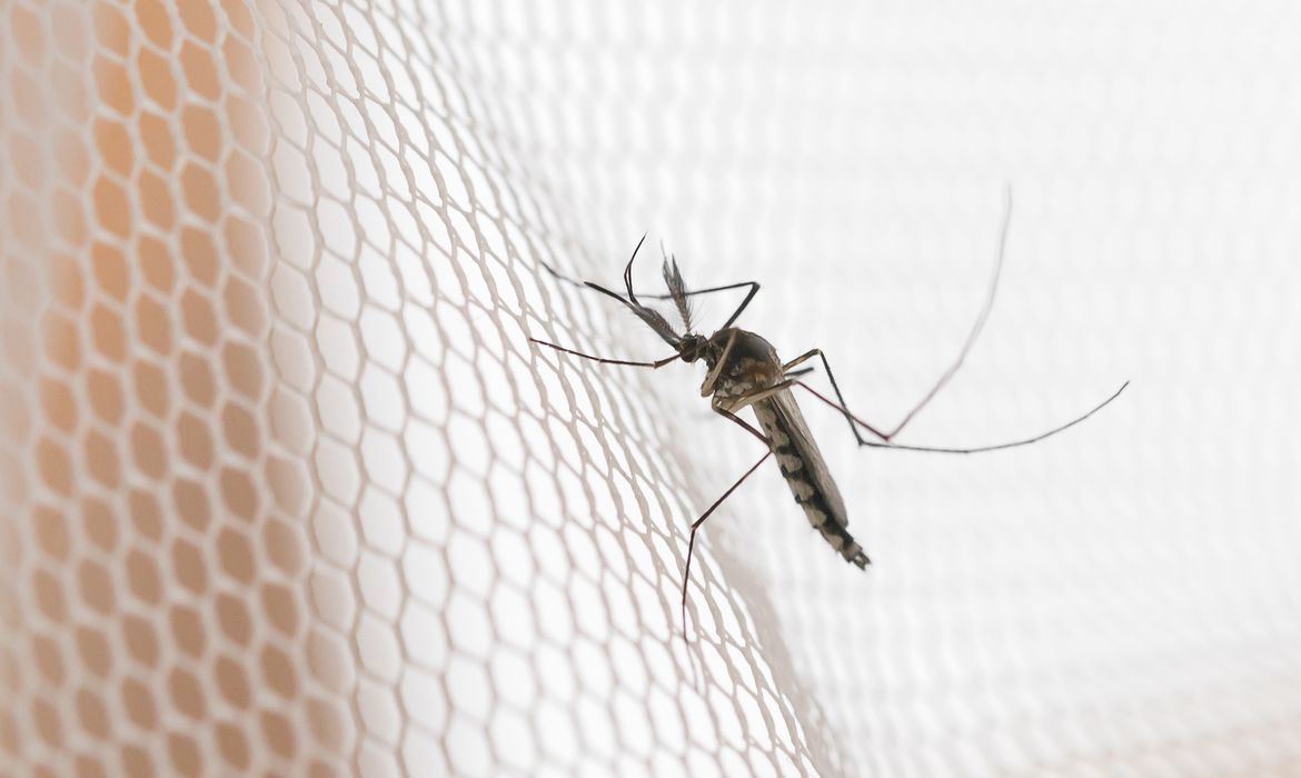Cidades do noroeste de SP têm maior incidência de casos de dengue