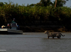  On&ccedil;a-pintada no Pantanal
