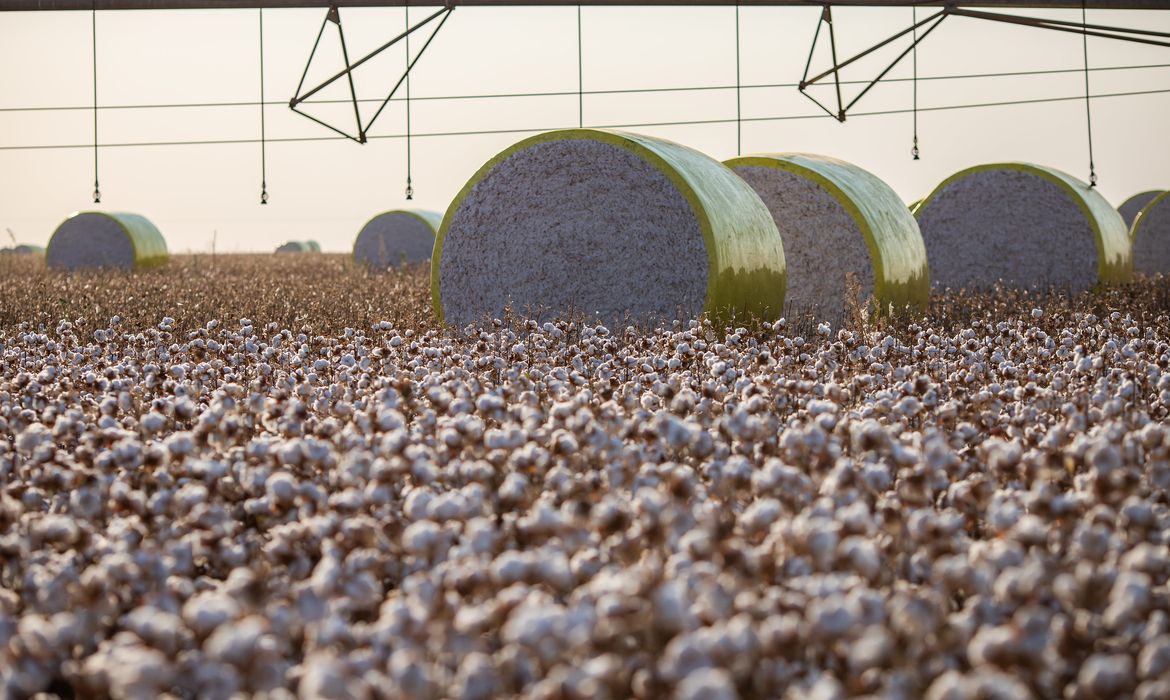 Entenda mudança no mapa que tirou Sorriso do topo da produção agrícola