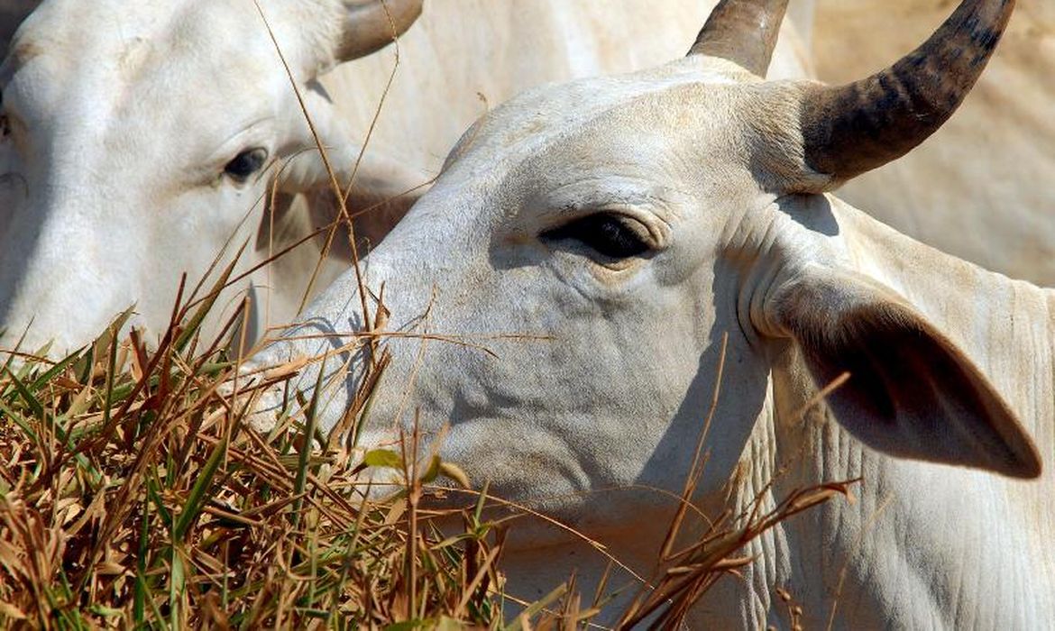 Carne brasileira vai pagar tarifa de 67% para entrar na China