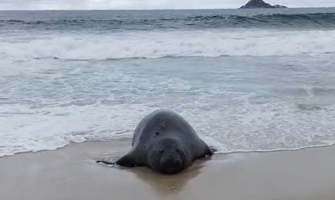 Elefante-marinho atrai atenção de banhistas em praia do Rio
