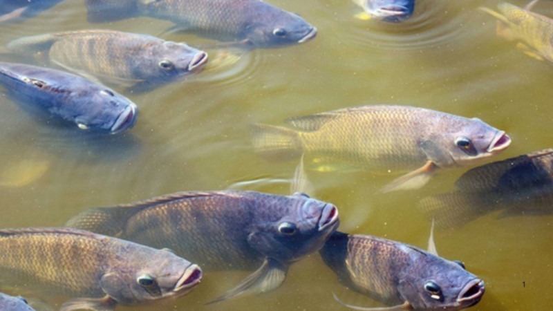 Prefeitura abre inscrições para compra de peixes e incentiva piscicultura no campo 