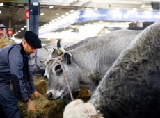 Fran&ccedil;a registra 1&ordm; caso humano do v&iacute;rus Shamonda que afeta animais