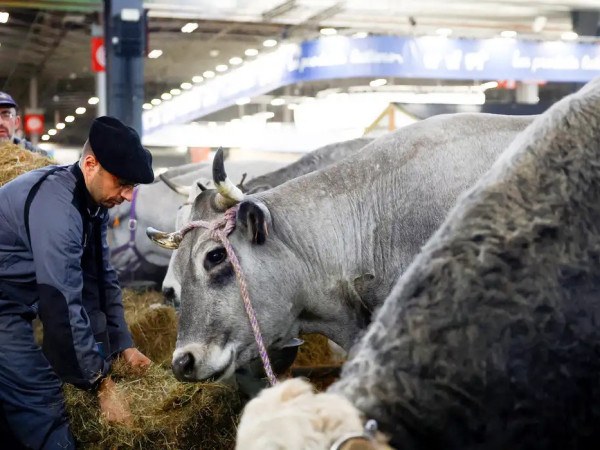 Fran&ccedil;a registra 1&ordm; caso humano do v&iacute;rus Shamonda que afeta animais