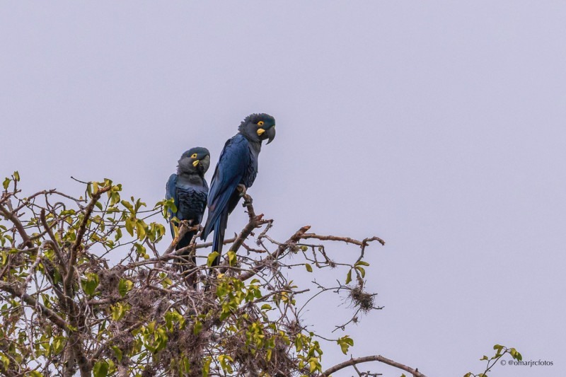  A arara-azul-de-Lear (Anodorhynchus leari)